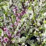 FB_IMG_1618327206630